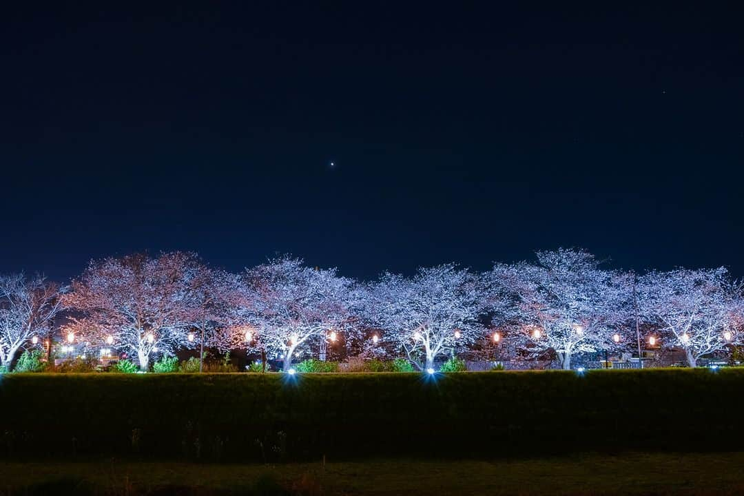 平塚市さんのインスタグラム写真 - (平塚市Instagram)「桜レポート 渋田川ライトアップ　その２ 昨日30日から始まった渋田川のライトアップ 素敵な景色がたくさんあったので、２回に渡ってお届け📸 ライトアップは1日（土）まで実施。ぜひ、ご覧ください！  #手をつなぎたくなる街 #hiratsukagood #hiratsuka #平塚 #kanagawaphotoclub #湘南 #shonan #渋田川 #ライトアップ #渋田川桜まつり #季節の花 #季節の花を楽しむ #桜 #さくら  #はなまっぷ #ザ花部 #花の写真館 #花のある暮らし #best_moments_flora #mst_flower #今週もお疲れ様でした #週末の過ごし方 #日々 #暮らし #instagramjapan #igersjp #japanphoto」3月31日 17時00分 - hiratsukagood