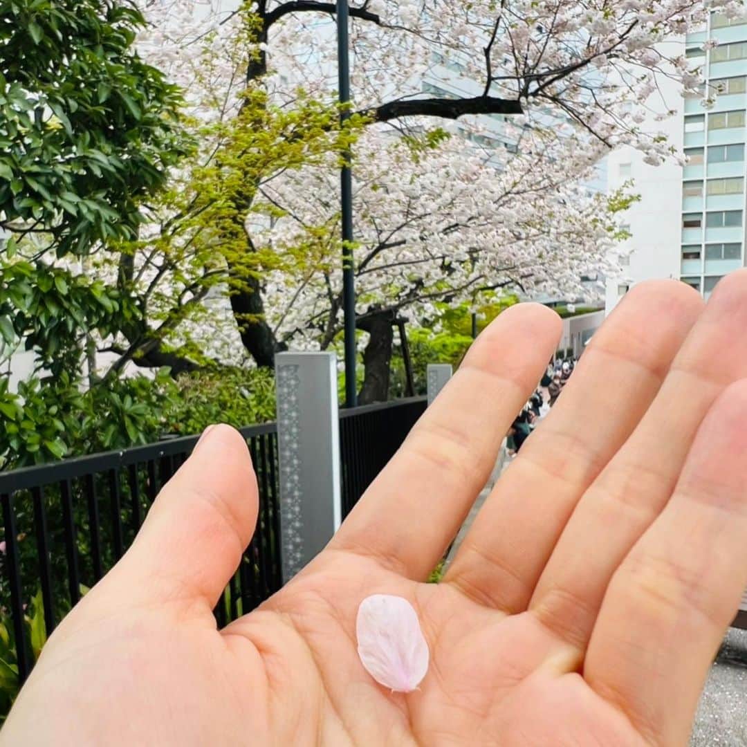 紫舟さんのインスタグラム写真 - (紫舟Instagram)「最近手のひらを上に向けて歩いています。今日、この春初めて桜の花びらが2回手のひらに来てくれました。 それだけでもう心ウキウキですね、いいことありそう！  #桜」3月31日 17時15分 - sisyu8