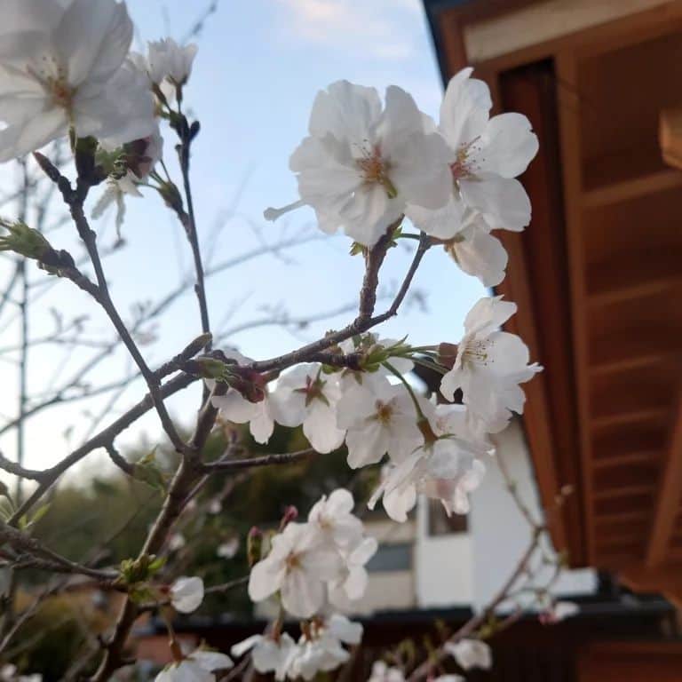 夏井いつきさんのインスタグラム写真 - (夏井いつきInstagram)「【伊月庵の桜を愛でにかへり来よ】  たくさんの御弔意ありがとうございました。  皆さんからの悼む言葉、弔句、全てが母の供養となります。  生きて在る私たちの力となります。  ほんとうに大きな大きな家族のようです。有難いです。     伊月庵の桜、去年よりは少し大きな花になっています。  数も少し増えたように思います。  女性セブン、四月六日号「パパイアから人生」には、黒田杏子先生のこと。  四月十三日号には、母亀代さんのことを書いた文章が掲載される予定です。  よかったら読んで下さい。心をこめて書きました。  書くことで癒されていく。  その手段を持っている私は、幸せ者です。     正人のブログの追悼句にも涙。  亡くなった人のために、涙は必要です。  泣けてよかった。ありがとう。  花冷を吸はぬかともに歌はぬか | 家藤正人の「俳句裾野探訪」 (natsui-company.com)     妹ローゼン千津のブログにも、ほのぼのと癒されました。  あの日のニックのチェロの音は、生涯忘れ難いものとなりました。  故郷はここに決めたよ花の雲 - ミセスローゼンの道後日記 (goo.ne.jp)     そして、  母のグループホームに、空子さんのお花屋さんから毎月花籠を届けてもらってました。  ============ 亀代さん 三月はタイちゃん(ふみの長男)の誕生日。 桜ももうすぐ咲きますよ。頑張れ！ いつき＆兼光 ============  これが、最後の花になりました。  空子さん、ずっとずっとお世話になりました。ありがとう。」3月31日 17時12分 - natsui_haiku