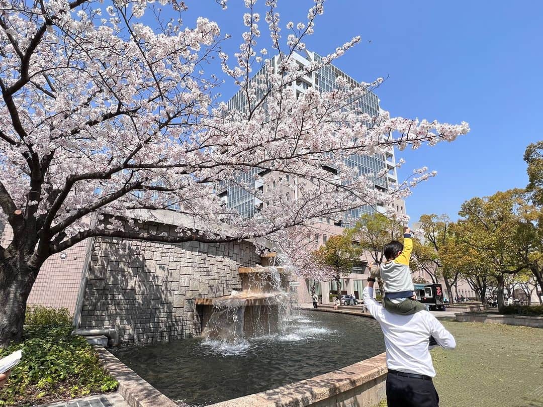 のインスタグラム：「【🌸春爛漫🌸】 市内のあちこちで桜が満開を迎え、春の陽気を感じますね😃🌸  今日は福山市役所本庁舎の桜と東部支所の桜をご紹介😃 どちらも満開を迎えています✨  広報「ふくやま」４月号では福山の桜スポットを紹介しています📖🌸  #福山 #花見 #桜 #春」