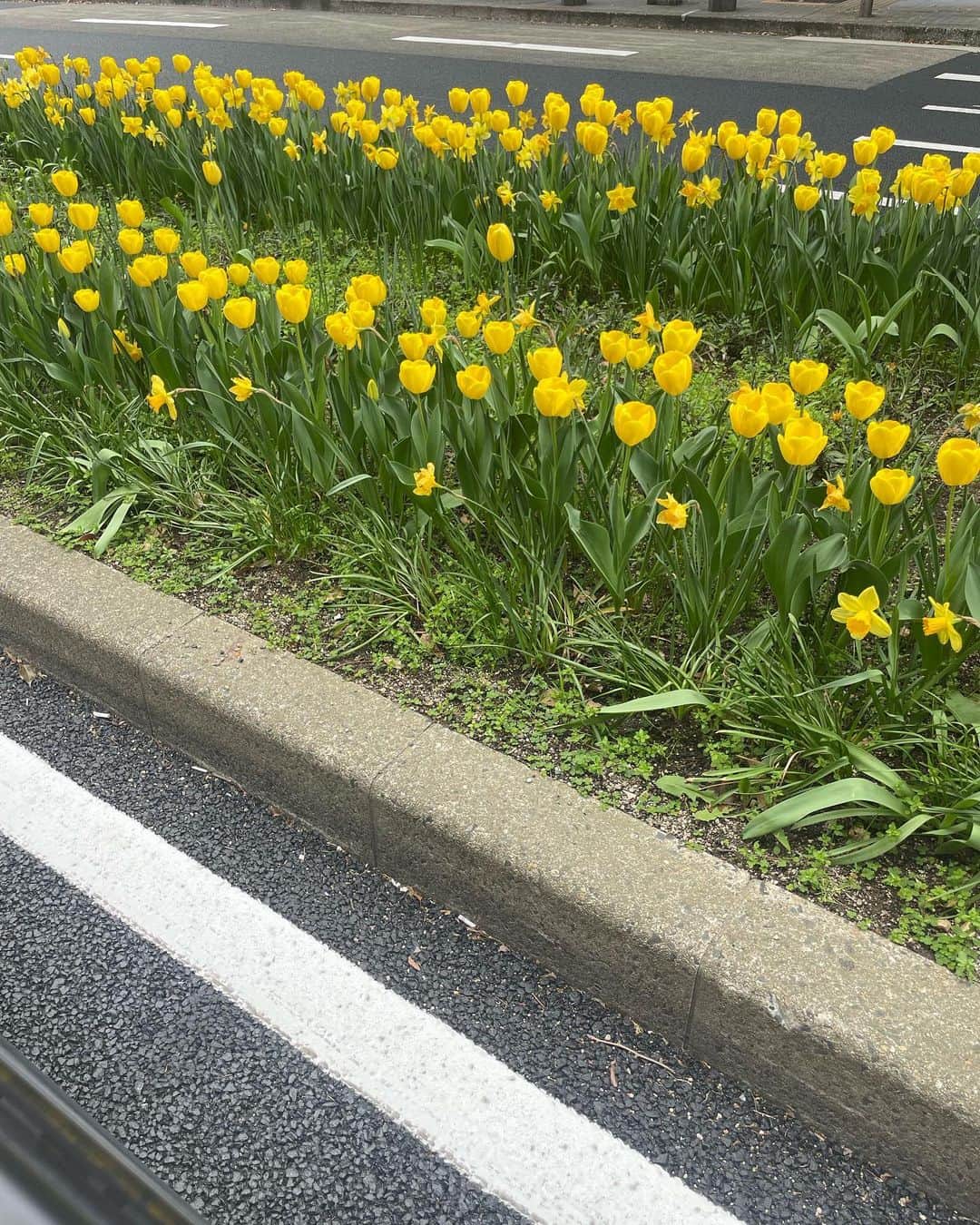 のインスタグラム：「ここ最近💐  春になるとどこを撮っても 絵になるのなぁ 好きだな〜綺麗だなぁ  大人になってピアス増やすだなんて なにかの節目のような気がして とってもお気に入り🌛  コルギのお陰で横顔の凹凸もすっきり♡ 一生やめられない癖になる😮‍💨 @crysta_nagoya いつもありがとうございます。」