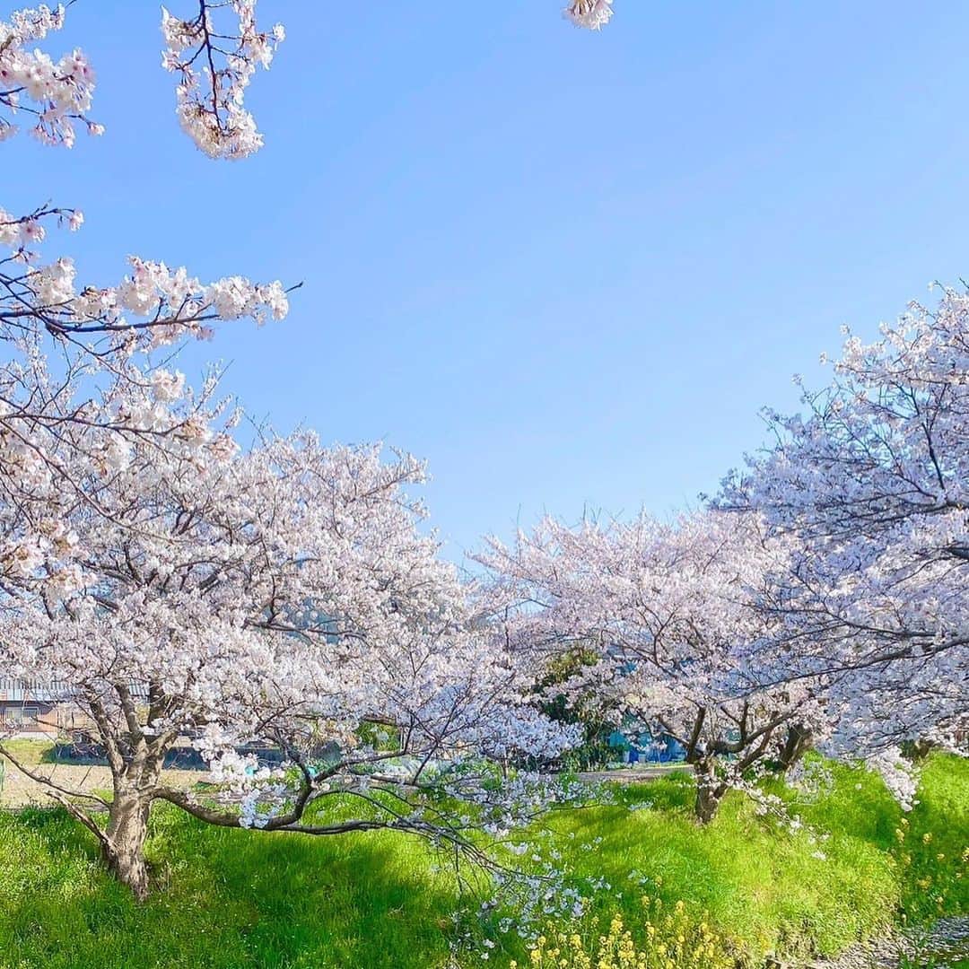 松崎莉沙さんのインスタグラム写真 - (松崎莉沙Instagram)「・  実家近くの桜が とっても綺麗に咲いているそうで📸  ご満悦こはるたん 眩しくて目が開かないこはるたん もうすぐ6歳こはるたん  桜はやっぱりいいですね🐶🌸  #桜 #春 #sakura #cherryblossom #spring #ポメラニアン #愛犬 #pomeranian #dog #smiledog」3月31日 17時39分 - risadegozaimasu