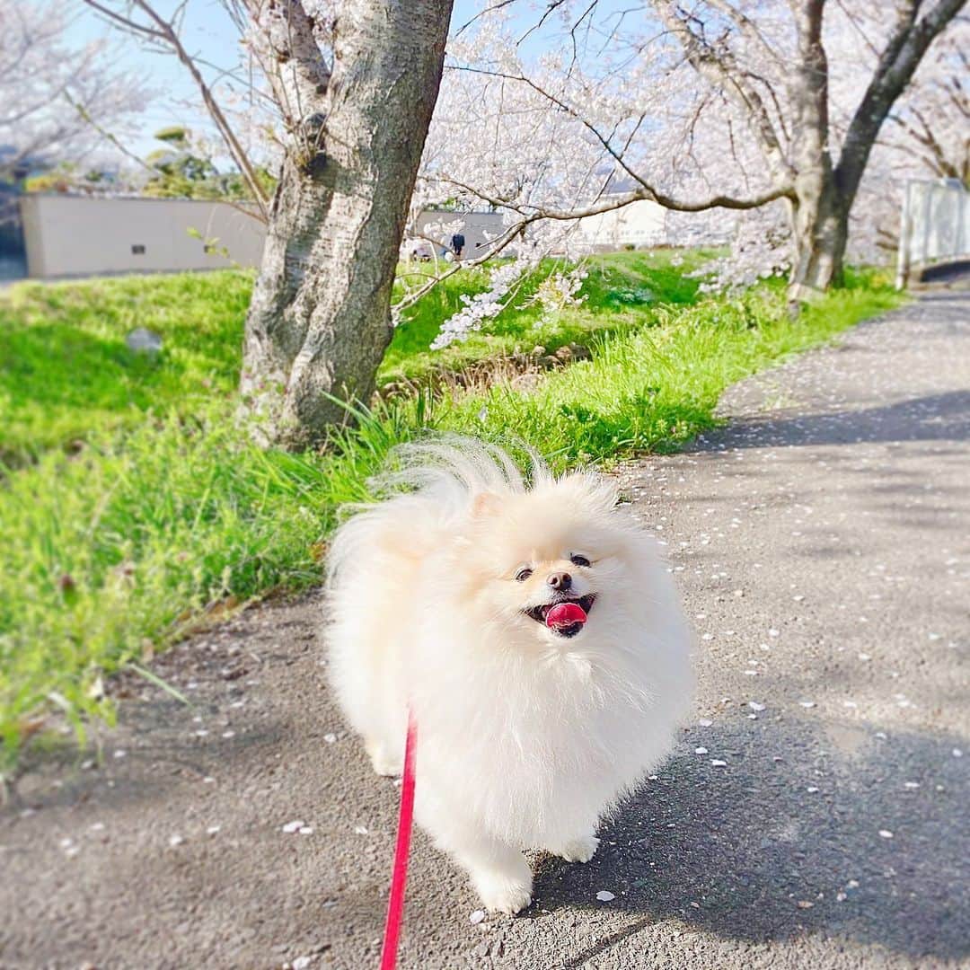松崎莉沙のインスタグラム：「・  実家近くの桜が とっても綺麗に咲いているそうで📸  ご満悦こはるたん 眩しくて目が開かないこはるたん もうすぐ6歳こはるたん  桜はやっぱりいいですね🐶🌸  #桜 #春 #sakura #cherryblossom #spring #ポメラニアン #愛犬 #pomeranian #dog #smiledog」