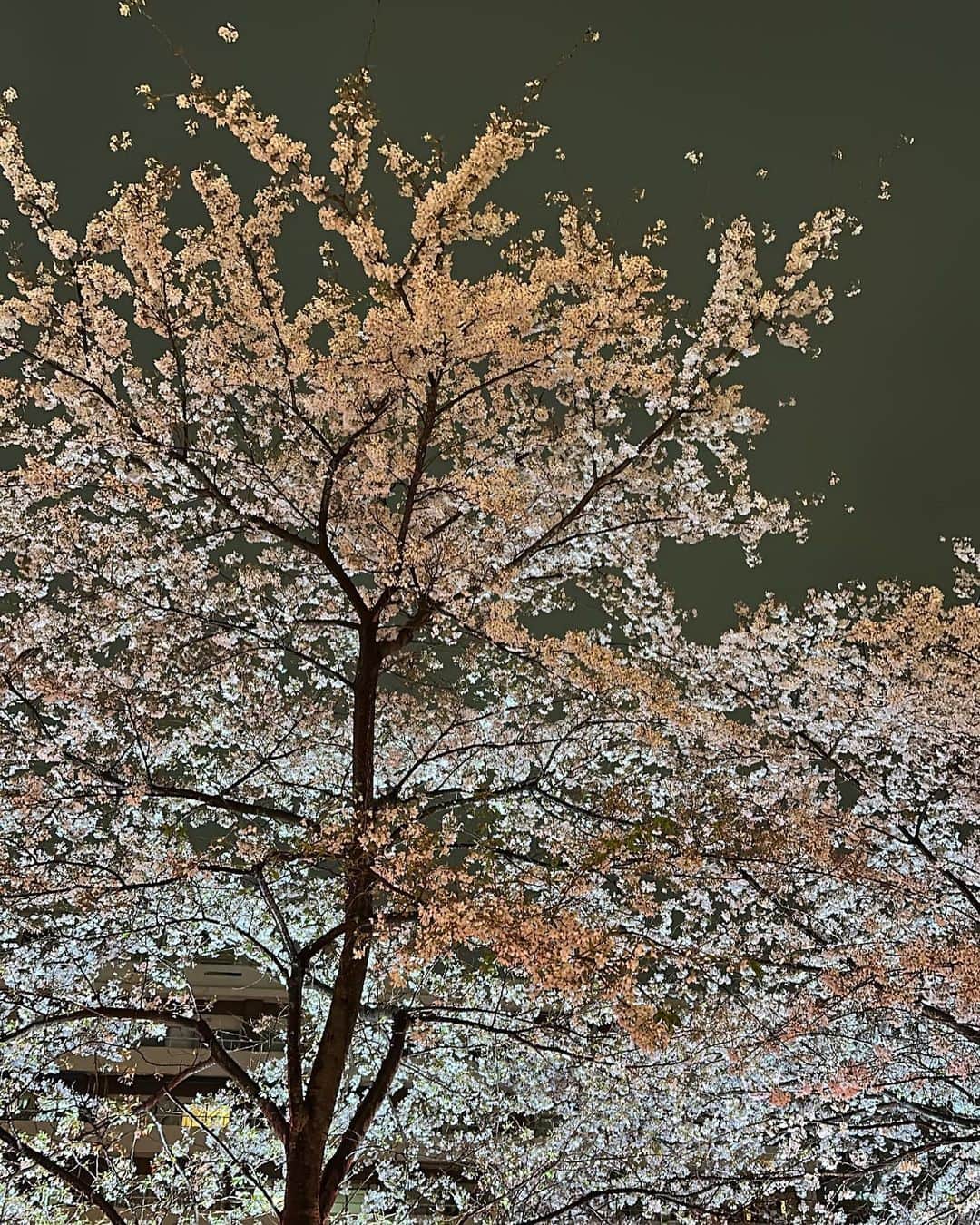 一条ありささんのインスタグラム写真 - (一条ありさInstagram)「The night when the cherry blossoms fall🌸👼🏻  豪雨の花見、それもまた想い出  #桜が降る夜は #yozakura #目黒川 #日本人でよかったと思える瞬間 #桜 #sakura #お花見 #のんでのまれてのまれてのんで #春に恋 #梯子酒 #サクラサク #2023春」3月31日 17時59分 - arisa_ichijou
