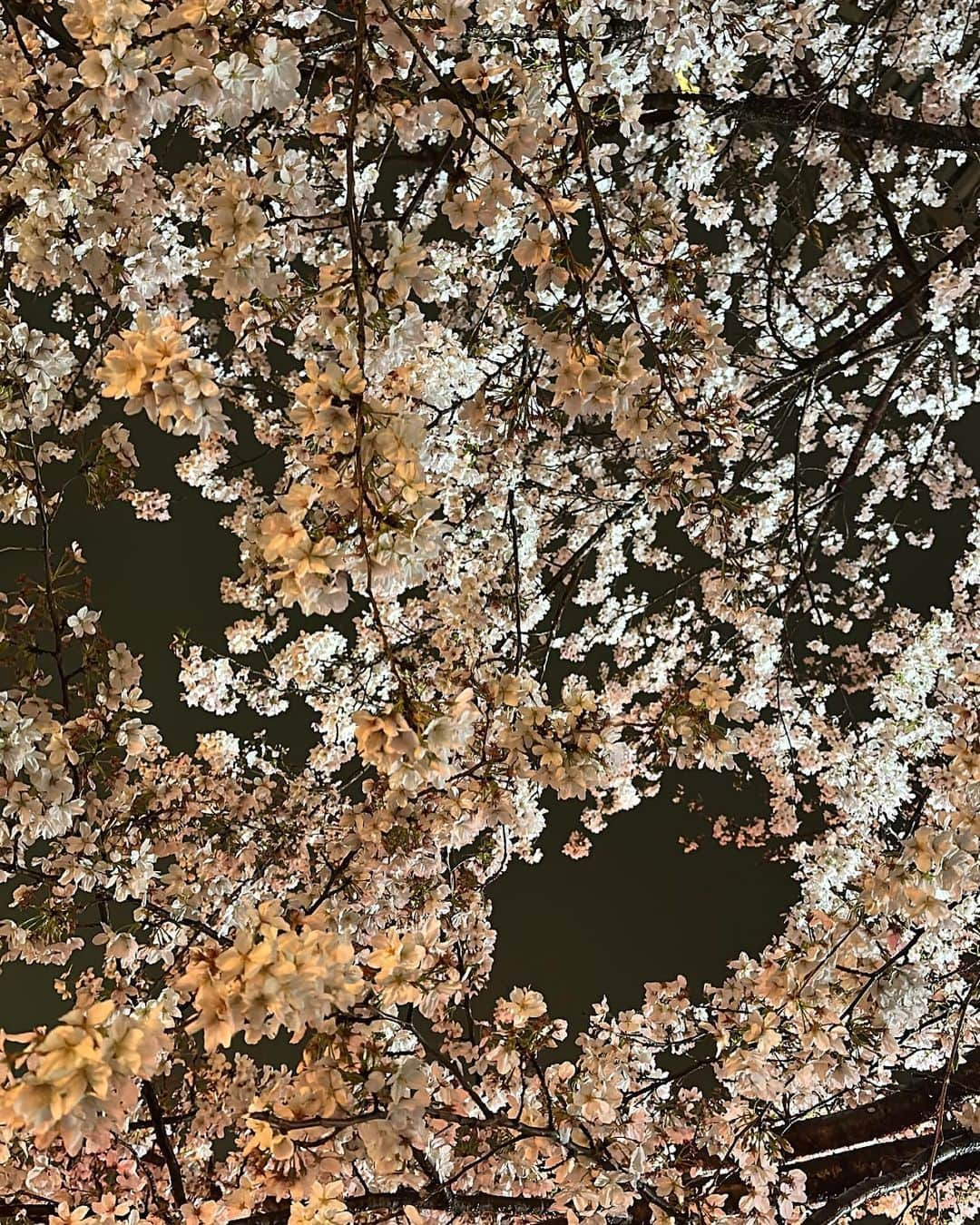 一条ありささんのインスタグラム写真 - (一条ありさInstagram)「The night when the cherry blossoms fall🌸👼🏻  豪雨の花見、それもまた想い出  #桜が降る夜は #yozakura #目黒川 #日本人でよかったと思える瞬間 #桜 #sakura #お花見 #のんでのまれてのまれてのんで #春に恋 #梯子酒 #サクラサク #2023春」3月31日 17時59分 - arisa_ichijou