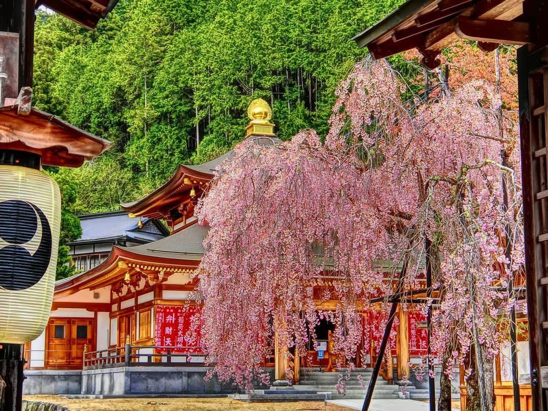 Visit Wakayamaのインスタグラム：「. Shidarezakura, or weeping cherry trees, add classical beauty to Shojoshin-in Temple at Koyasan. 📸 @taka._.0909 📍 Shojoshin-in Temple, Wakayama」