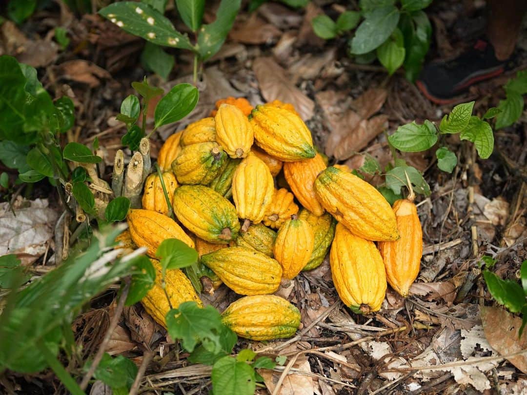 green bean to bar CHOCOLATEのグルメインスタ