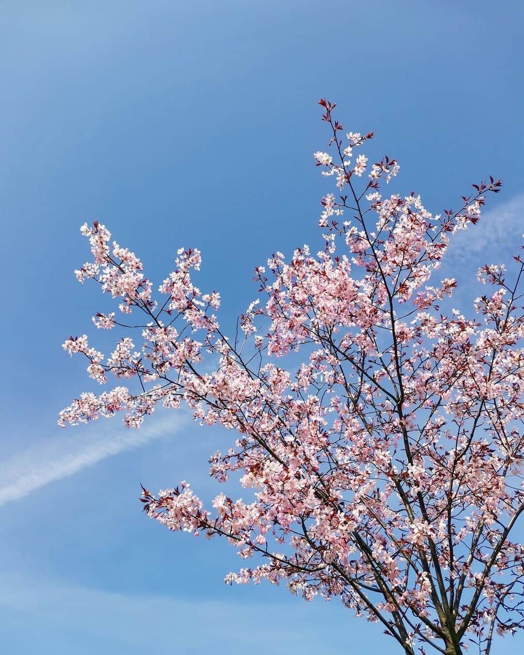 阿野いずみさんのインスタグラム写真 - (阿野いずみInstagram)「満開の桜と大好きなスタバで幸せだった日♡  #お花見コーデ 🌸  🏷 knit-set @grl_official [rut916] cap @amiparis  shoes @nike   #grlコーデ #grl購入品 #キャップコーデ #春コーデ #骨格ウェーブコーデ#フェミニンコーデ #みんなのレディコーデ #おしゃピク #舞鶴公園 #スタバ新作」3月31日 17時55分 - izumi_ano