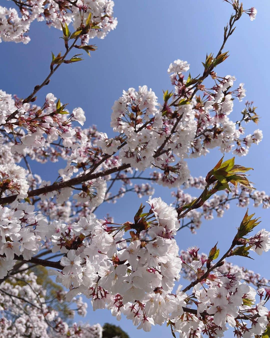 阿野いずみさんのインスタグラム写真 - (阿野いずみInstagram)「満開の桜と大好きなスタバで幸せだった日♡  #お花見コーデ 🌸  🏷 knit-set @grl_official [rut916] cap @amiparis  shoes @nike   #grlコーデ #grl購入品 #キャップコーデ #春コーデ #骨格ウェーブコーデ#フェミニンコーデ #みんなのレディコーデ #おしゃピク #舞鶴公園 #スタバ新作」3月31日 17時55分 - izumi_ano