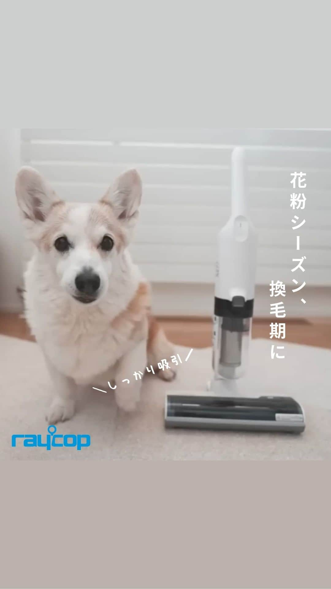 レイコップ・ジャパン株式会社のインスタグラム：「.  【NewStyle RAYCOP】 布団にくっついた、取りにくいペットの毛まで しっかりかき取り吸引。  抜け毛の多いコーギーさんとの暮らしにもピッタリです☺️  コードレス＆可動ヘッドで スイスイかけられるクリーナーです。  …………………………………………………… Thanks.+*  YouTube：corgi_noel_mona様  ……………………………………………………  ▼詳しくはプロフィールリンクから @raycop_japan   ……………………………………………………  #レイコップ #raycop #ふとんクリーナー #布団クリーナー #掃除グッズ #掃除道具 #掃除用品 #布団掃除機 #ハウスダスト #ハウスダスト対策 #ハウスダスト除去 #コーギーのいる暮らし #コーギーとの暮らし #犬のいる暮らし #犬のいる生活 #犬との暮らし」