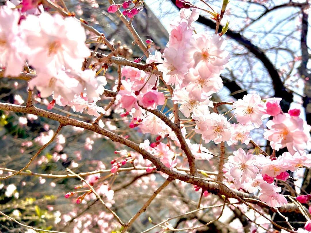 矢野妃菜喜のインスタグラム：「🌸 #桜 #咲き始め #の写真」