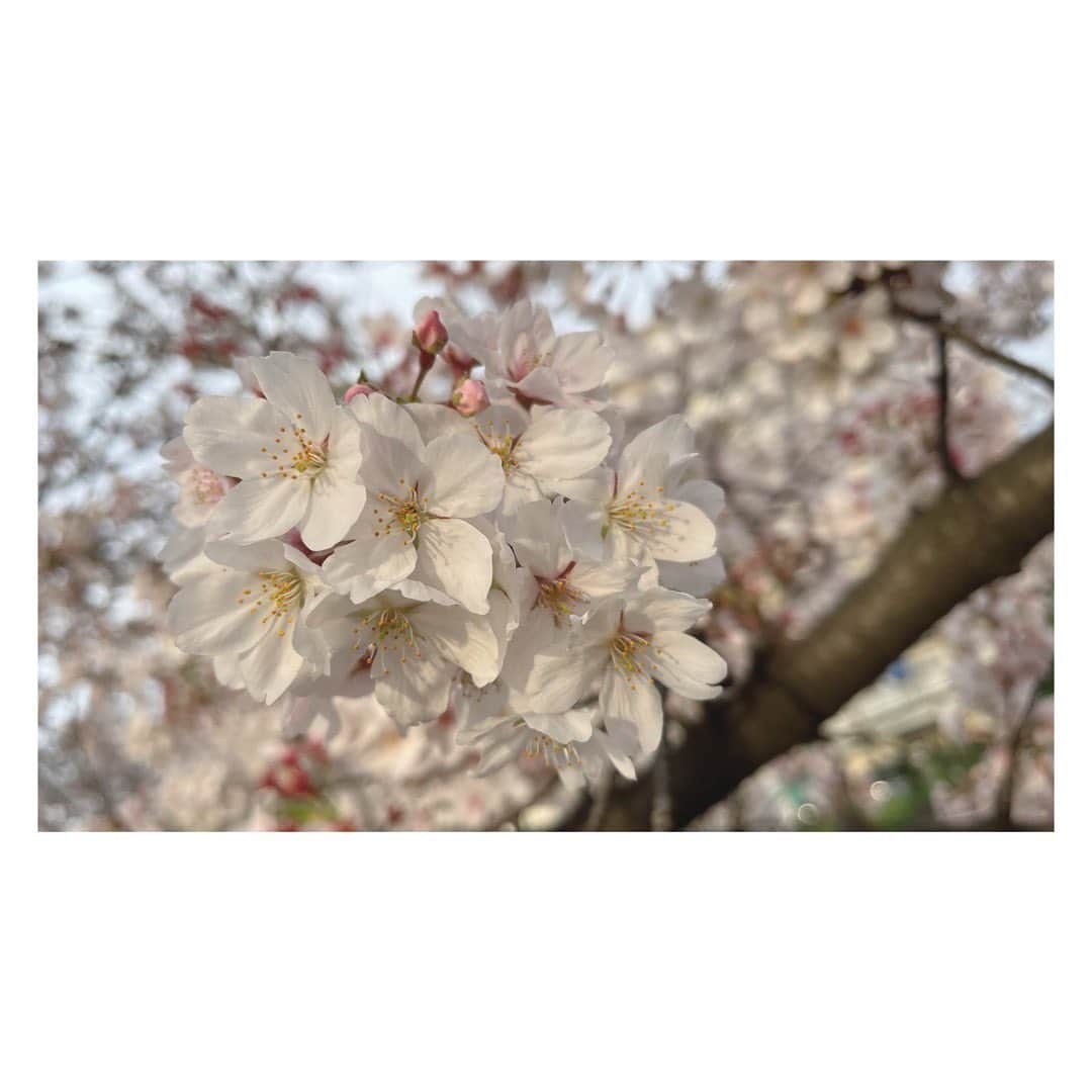 大久保涼香さんのインスタグラム写真 - (大久保涼香Instagram)「* * * 3月14日に開花宣言 3月22日に満開を迎えた東京の桜。 ⁡ 今年は雨が降ったり、気温が下がったり お花見には中々天候に恵まれなかった。 ⁡ でもでもそのおかげで⁉︎ まだこんなに桜が🌸🌸 ⁡ 行く先々で こうやって桜を楽しめて幸せ。  ******************************** ⁡#cherryblossoms #fullbloom #sobeautiful  #springhascome #cherryblossomseason #instaflower #cherrytree #shinjyuku #年度末 #桜 #今年はもちが良い #まだ綺麗 #新年度もよろしくお願いします #フリーアナウンサー ⁡ ⁡」3月31日 18時09分 - sayaka_okubo