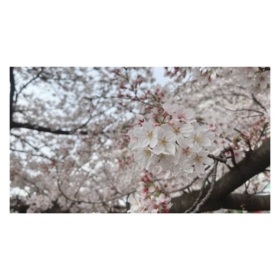 大久保涼香さんのインスタグラム写真 - (大久保涼香Instagram)「* * * 3月14日に開花宣言 3月22日に満開を迎えた東京の桜。 ⁡ 今年は雨が降ったり、気温が下がったり お花見には中々天候に恵まれなかった。 ⁡ でもでもそのおかげで⁉︎ まだこんなに桜が🌸🌸 ⁡ 行く先々で こうやって桜を楽しめて幸せ。  ******************************** ⁡#cherryblossoms #fullbloom #sobeautiful  #springhascome #cherryblossomseason #instaflower #cherrytree #shinjyuku #年度末 #桜 #今年はもちが良い #まだ綺麗 #新年度もよろしくお願いします #フリーアナウンサー ⁡ ⁡」3月31日 18時09分 - sayaka_okubo