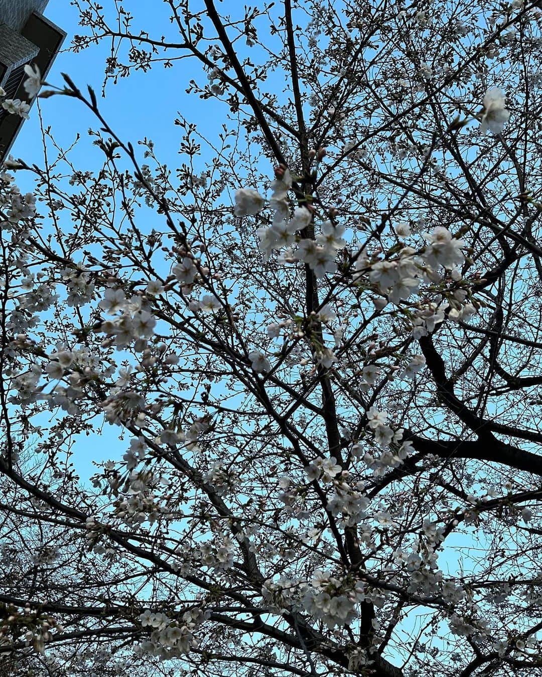 松本駿介さんのインスタグラム写真 - (松本駿介Instagram)「Spring Special!!!「SAKURA BURST」でCö shu Nieとお花見しよう🌸 ⁡ 春にぴったりなキャンペーン開催中ですので みなさま是非参加してね(๑`ө´๑) プレゼントがもらえるチャンスなのだ🦖 ⁡ ⁡ Instagramではハッシュタグ #SAKURABURST と楽曲リンク youtu.be/3-zox7j8YRM を載せて桜の写真をUPで応募完了📮 ⁡ ⁡ ⬇︎特設ページ https://coshunie.com/s/n108/page/spring2023?ima=1506 ⁡ ⁡ ✂︎---------- ⁡ ⁡ 同じ桜の記録 どんどん開花して、すこし散っちゃった🫧 ⁡ ⁡ ⁡ #SAKURABURST  youtu.be/3-zox7j8YRM」3月31日 18時06分 - coshuns