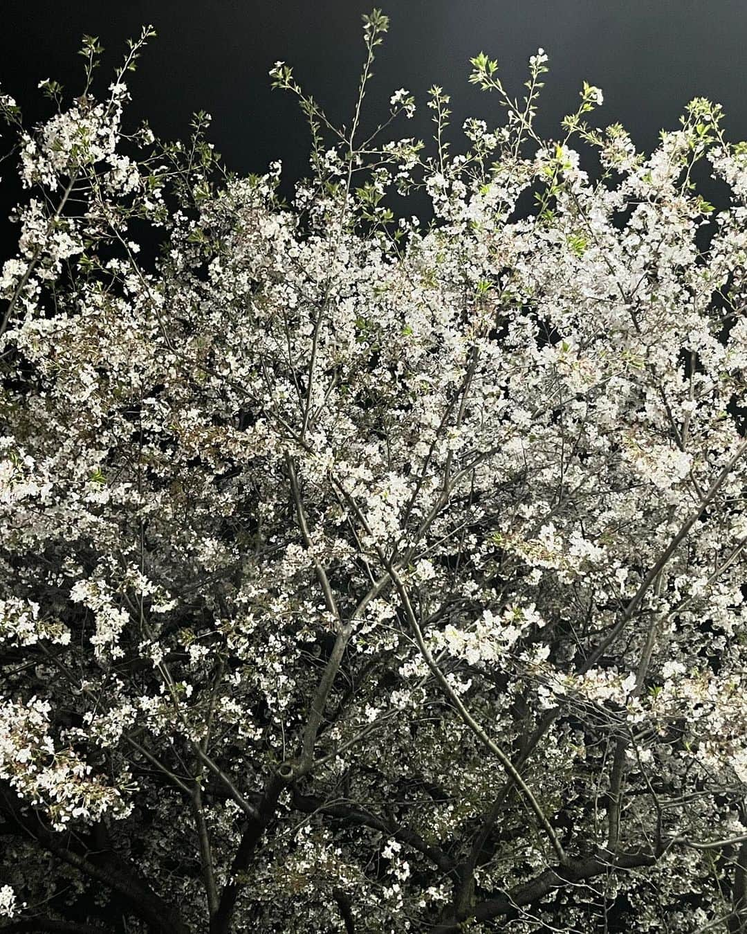 松本駿介さんのインスタグラム写真 - (松本駿介Instagram)「Spring Special!!!「SAKURA BURST」でCö shu Nieとお花見しよう🌸 ⁡ 春にぴったりなキャンペーン開催中ですので みなさま是非参加してね(๑`ө´๑) プレゼントがもらえるチャンスなのだ🦖 ⁡ ⁡ Instagramではハッシュタグ #SAKURABURST と楽曲リンク youtu.be/3-zox7j8YRM を載せて桜の写真をUPで応募完了📮 ⁡ ⁡ ⬇︎特設ページ https://coshunie.com/s/n108/page/spring2023?ima=1506 ⁡ ⁡ ✂︎---------- ⁡ ⁡ 同じ桜の記録 どんどん開花して、すこし散っちゃった🫧 ⁡ ⁡ ⁡ #SAKURABURST  youtu.be/3-zox7j8YRM」3月31日 18時06分 - coshuns