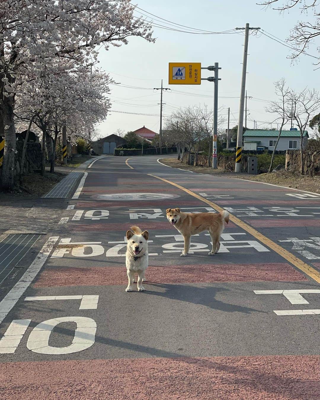のインスタグラム：「🌸🌸🌸제주 강지들🌸🌸🌸」