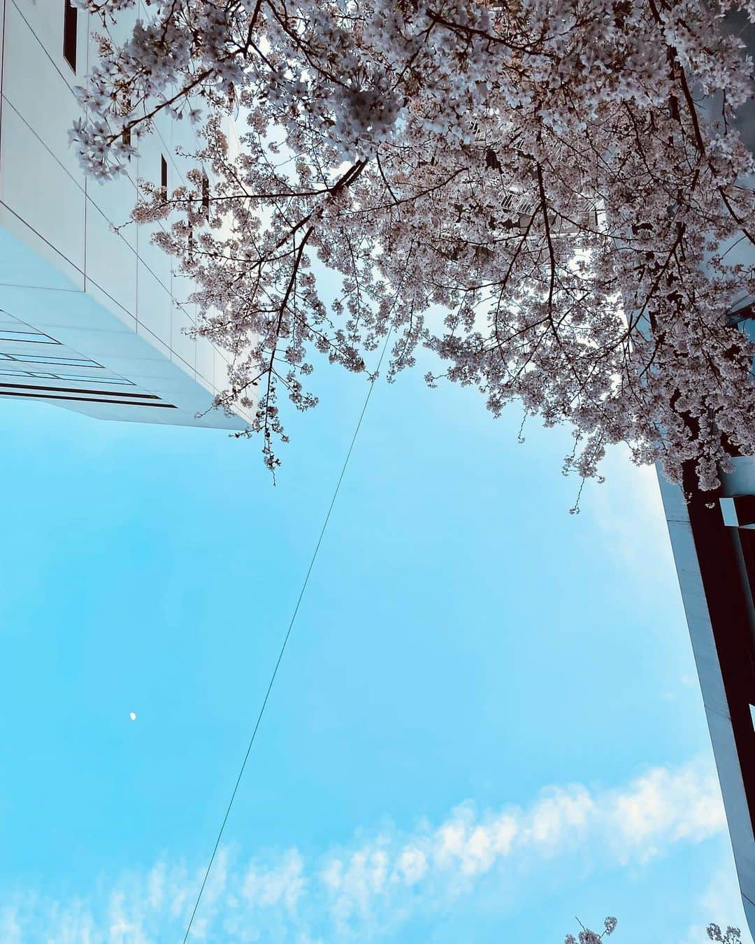 片山萌美さんのインスタグラム写真 - (片山萌美Instagram)「🌸  Cherry blossom  #2023  #桜」3月31日 18時18分 - moet_mi