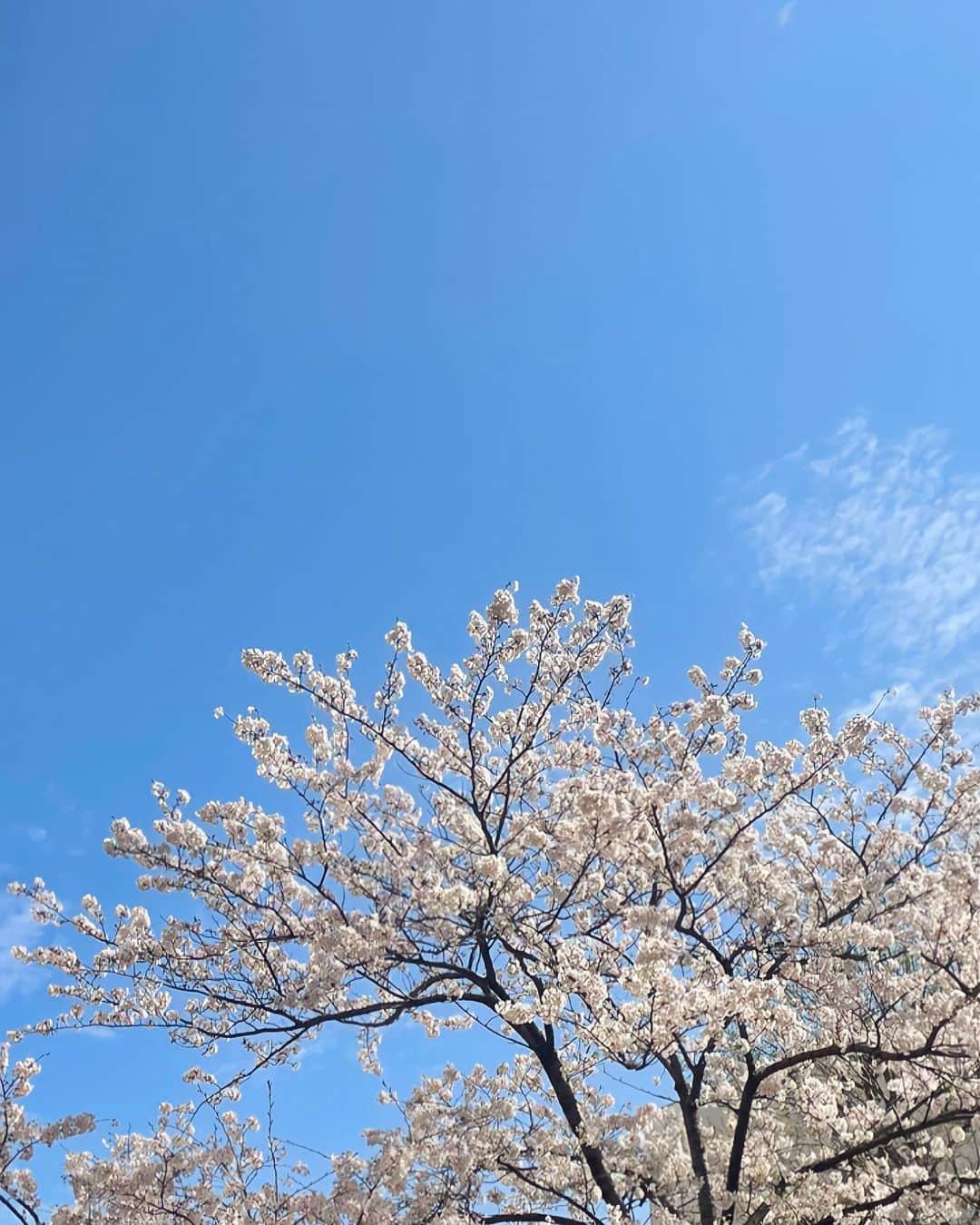 Chihiroのインスタグラム：「「緩み」  最近、私がガムシャラに働いている話をストーリーに流したら 心配してくださる方もいて涙ちょちょ切れました🥲♡  でも、「緩みの時間」は作るようにしていたり 最近は人に頼ることも覚えはじめているので大丈夫です！ ありがとうございます！  楽して手に入れられるものはほぼないと思っているけど (代償はある気がする) 根詰めすぎても心と身体が壊れそうなので 「緩み」はもたせるようにこれからも意識して参ります！ (確かに、意識しないと忘れてしまうこともあるので、心配のお声ではっと気づけます。ありがとうございます。)  人の倍やること。でも緩みを持ち、美しくしなやかに。 理想です♡  #イメージコンサルタント #イメージコンサルタント東京 #パーソナルカラー診断 #パーソナルカラー診断東京 #骨格診断」