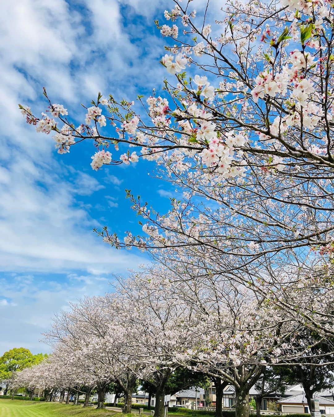 鳥越佳那さんのインスタグラム写真 - (鳥越佳那Instagram)「【さくら🌸】  新たな門出を迎える皆さま おめでとうございます🌸  祝福するように 鹿屋市内でも桜が咲き誇っています✨  咲くスピードがはやく 日に日に表情が変わっていく様子もまた美しいですよね☺️  「かのやファン倶楽部」では 桜の様子を配信中🌸 @kanoyafan お花見などの 参考になさってください♪  ちなみに今日は 県民健康プラザの多目的広場へ🌸 風で散る花びらが美しかったです🥹🌸✨  ・・・風が少し冷たかったので 温かい焼き芋が恋しくなりました🍠♡ "花よりお芋"気分です🤭💕  (撮影日3月31日)  . . #さくら #桜 #春 #お花見　 #九州 #鹿児島 #鹿児島県  #大隅半島 #鹿屋 #地域おこし協力隊  #かのやPRレポーター  #さつまいもアナウンサー」3月31日 18時15分 - kana_torigoe