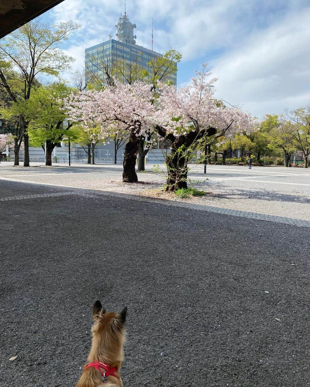 のインスタグラム：「サクラ🌸 今年は、大きくなり過ぎた枝を随分とカットされた桜が多いですね〜🌸 いつものような迫力はないような気もしますが、このコンパクトな感じもかなり可愛くて好きです☺️☺️☺️ #akko #akkostagram #mll」
