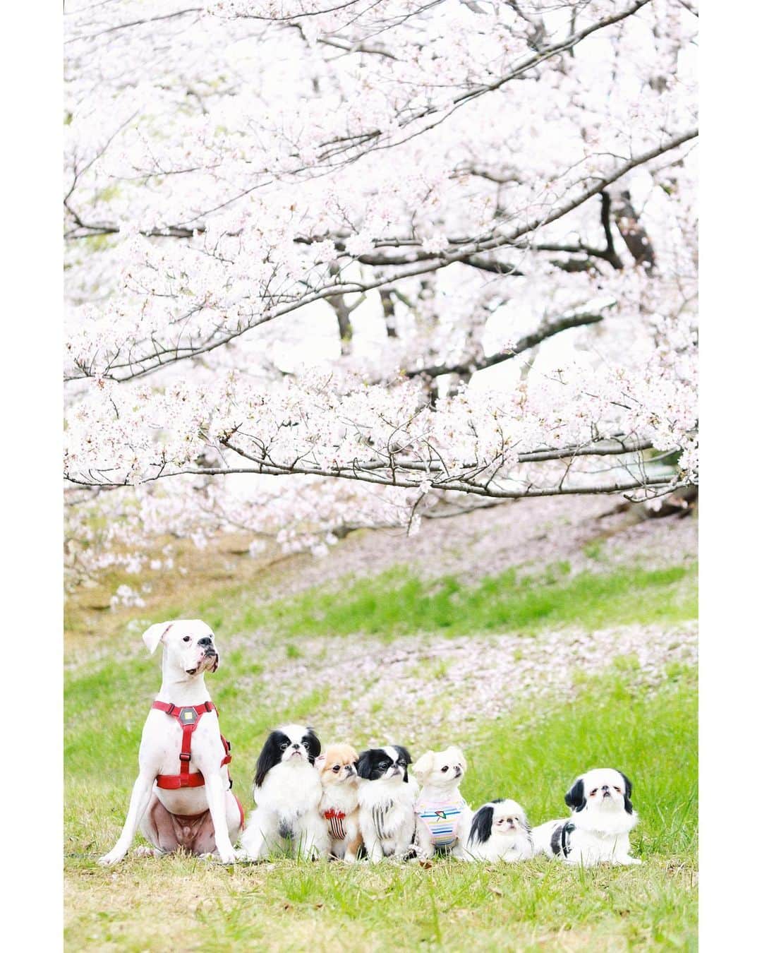 juntowaさんのインスタグラム写真 - (juntowaInstagram)「2023の家族写真。#家族写真#桜#🌸」3月31日 18時24分 - juntowa