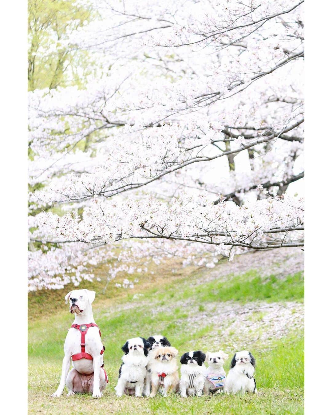 juntowaさんのインスタグラム写真 - (juntowaInstagram)「2023の家族写真。#家族写真#桜#🌸」3月31日 18時24分 - juntowa