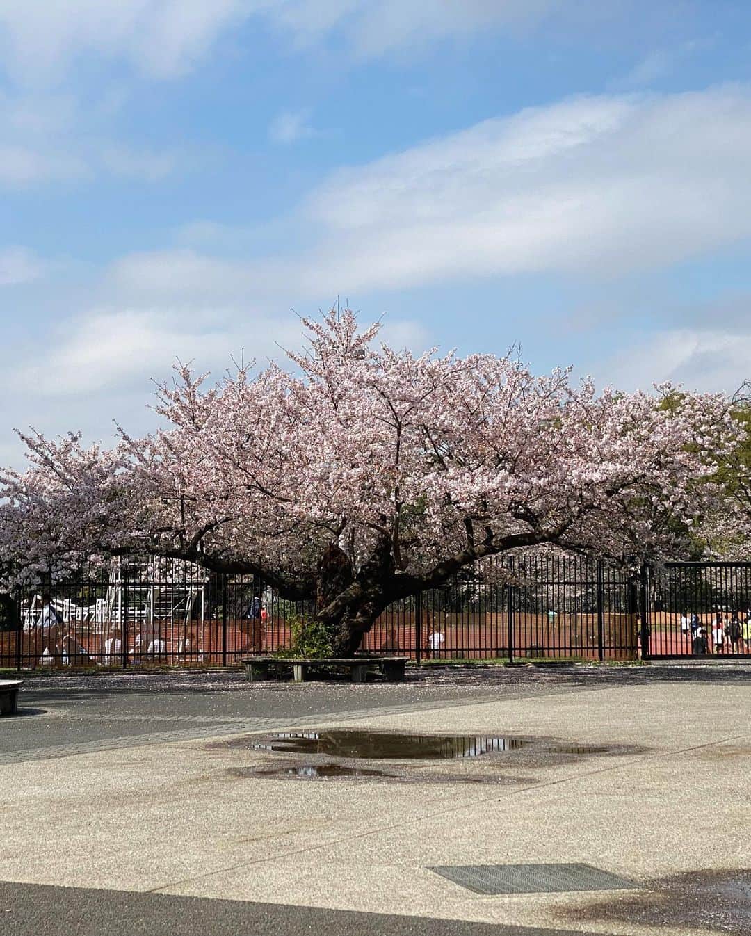 akkoさんのインスタグラム写真 - (akkoInstagram)「サクラ🌸 今年は、大きくなり過ぎた枝を随分とカットされた桜が多いですね〜🌸 いつものような迫力はないような気もしますが、このコンパクトな感じもかなり可愛くて好きです☺️☺️☺️ #akko #akkostagram #mll」3月31日 18時25分 - mllakko