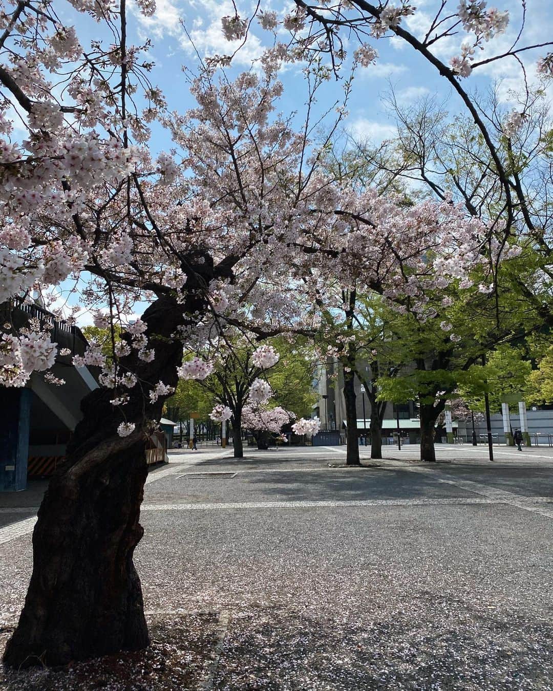 akkoさんのインスタグラム写真 - (akkoInstagram)「サクラ🌸 今年は、大きくなり過ぎた枝を随分とカットされた桜が多いですね〜🌸 いつものような迫力はないような気もしますが、このコンパクトな感じもかなり可愛くて好きです☺️☺️☺️ #akko #akkostagram #mll」3月31日 18時25分 - mllakko