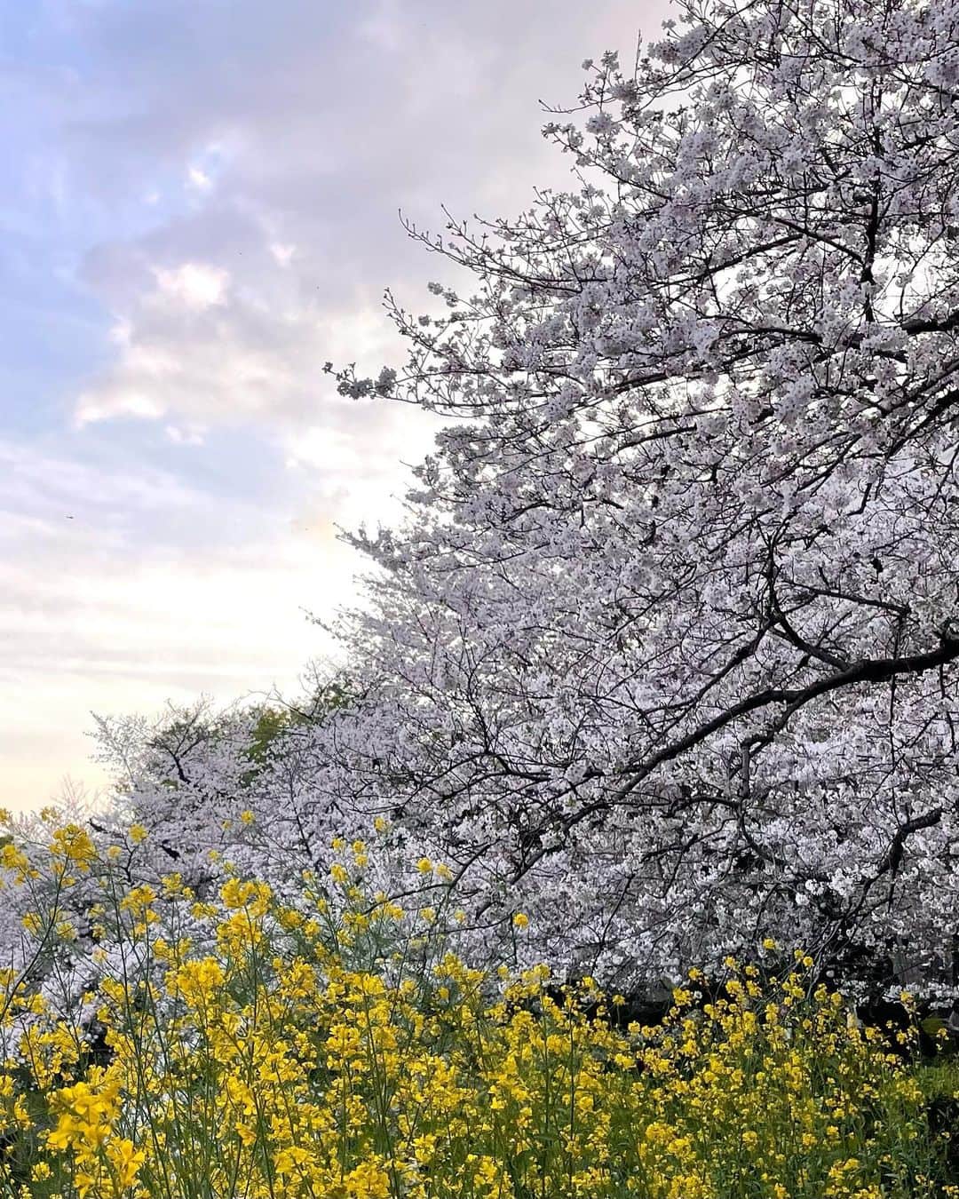 麻木久仁子のインスタグラム：「今年も無事に、桜を見ることが出来ました。 ありがたいことです🌸」