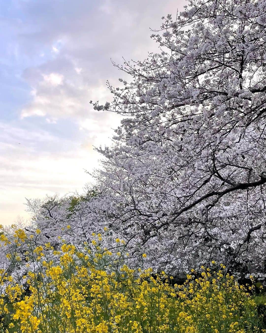のインスタグラム：「今年も無事に、桜を見ることが出来ました。 ありがたいことです🌸」