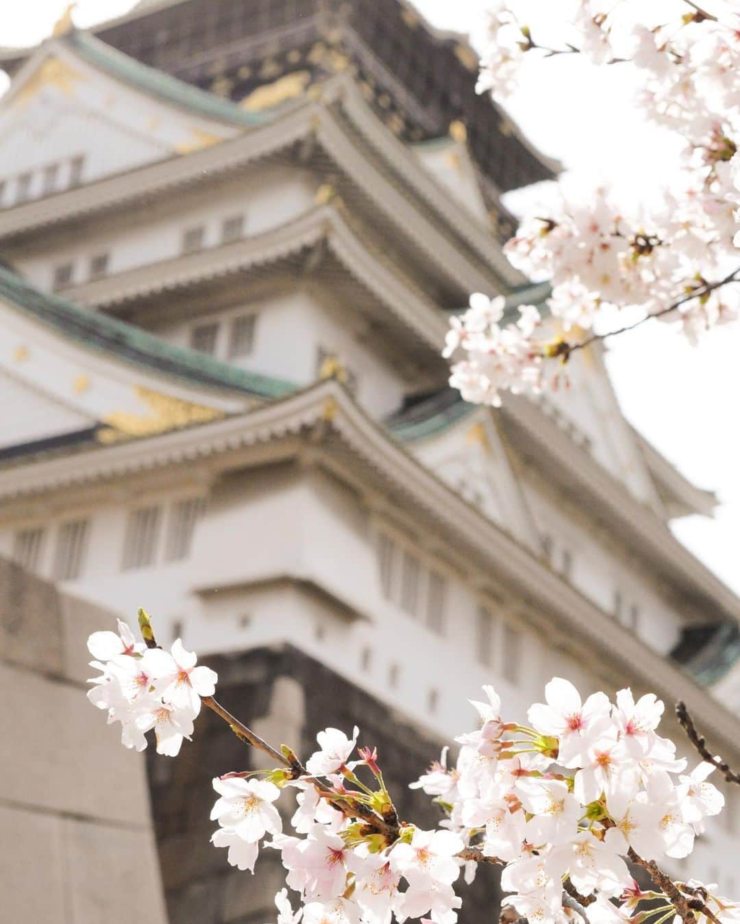 やなぎなぎさんのインスタグラム写真 - (やなぎなぎInstagram)「大阪に帰って、桜の写真を撮ってきました。朝早く散歩すると、どこも貸し切り状態で気持ちが良いですね🌸」3月31日 18時27分 - yanaginagi