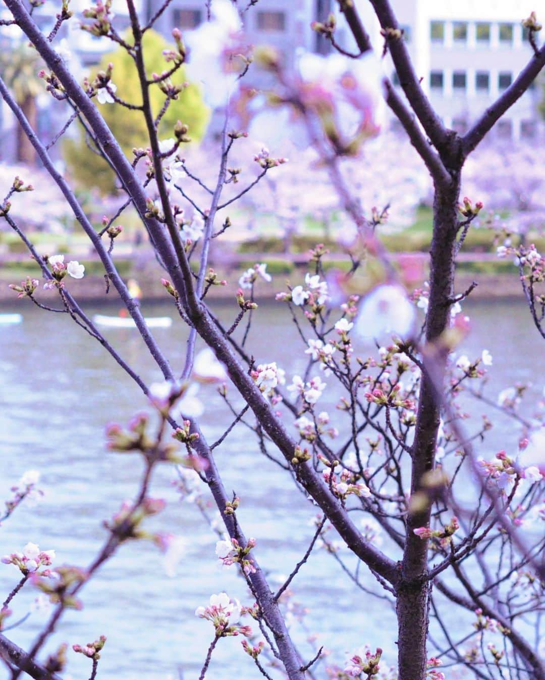 やなぎなぎさんのインスタグラム写真 - (やなぎなぎInstagram)「大阪に帰って、桜の写真を撮ってきました。朝早く散歩すると、どこも貸し切り状態で気持ちが良いですね🌸」3月31日 18時27分 - yanaginagi