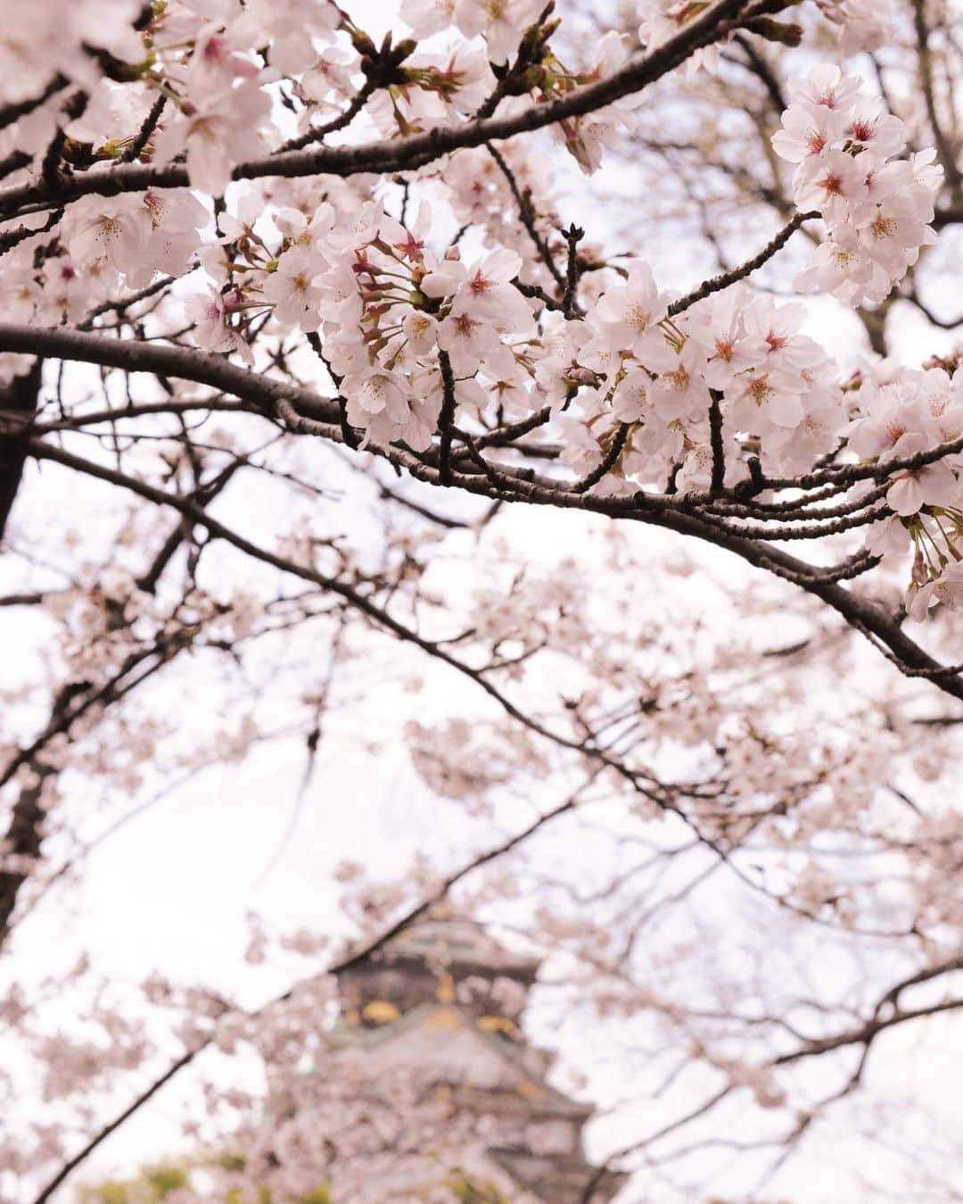 やなぎなぎのインスタグラム：「大阪に帰って、桜の写真を撮ってきました。朝早く散歩すると、どこも貸し切り状態で気持ちが良いですね🌸」