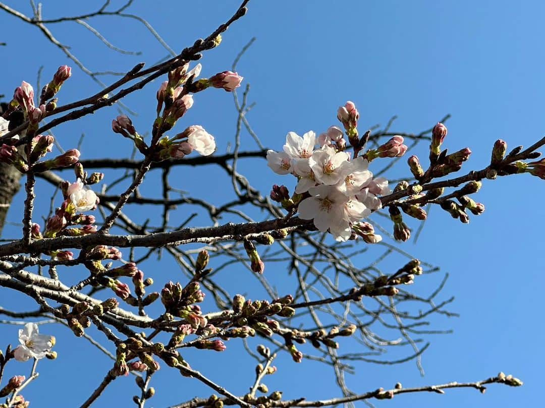 伊藤梨沙子さんのインスタグラム写真 - (伊藤梨沙子Instagram)「この度、3月末付けで約7年間お世話になった株式会社キューブを退所することになりました。  自分の力でチャレンジしたいことができ、 このような決断となりました。  未熟な私にたくさんのことを教えて下さり、これから自分が進みたい道、夢に向かって背中を押してくださった事務所の皆様には感謝しかありません。  私自身、表現することは大好きですし いつも応援してくださっている皆様とお会いできたことも嬉しく思います。 また皆様の前に立てるよう精一杯精進して参ります。 今後とも応援して頂けますと幸いです！！ よろしくお願い致します🌸  2023.3.31 伊藤梨沙子」3月31日 18時31分 - ito_risako