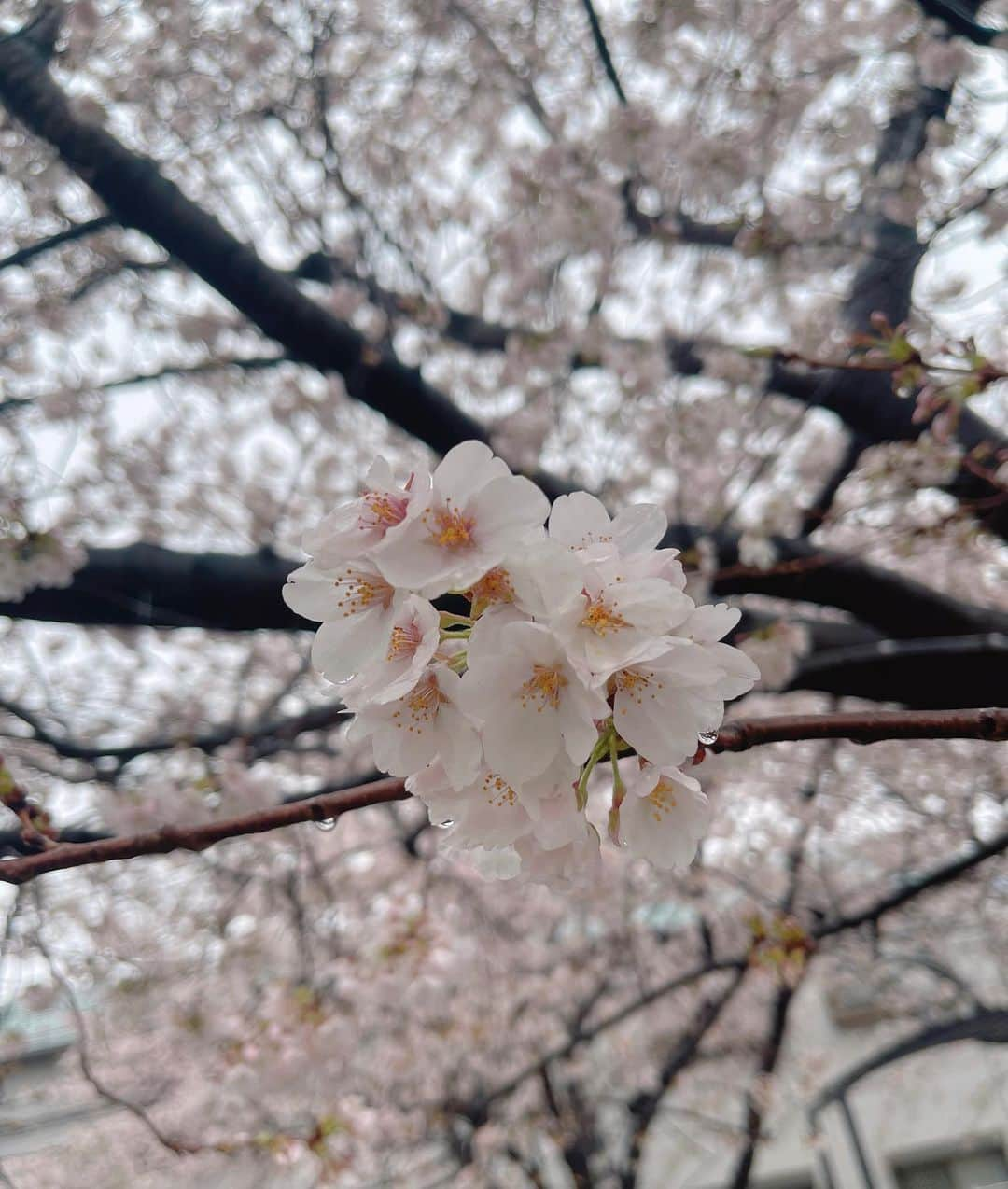 高橋希良のインスタグラム：「. 𓂃🌸𓈒𓏸」