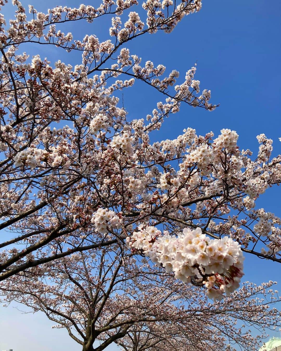 石塚かおりさんのインスタグラム写真 - (石塚かおりInstagram)「#年度末#桜#満開  あまりに早い開花と満開のお知らせに焦ってしまいます笑  3月29日に3年目とつにゅーのブラニュー（韻を踏む…）  この冬は、どうやってスタジオまで辿り着こうかと、心配すぎる日もありましたが… それでも朝が楽しい。  待っていてくださる皆さん、ありがとう。  3年目はやりたいこといっぱい！  新年度もよろしくお願いします。  #ステッカー #プレゼント しますよー #新生活#出会いと別れ #春#新潟 #ブラニュー は、あなたを #絶賛応援中   #WBC からの#プロ野球開幕 #大谷翔平 #メジャーリーグ こちらも#開幕 いろいろ#スタート  今日の#往年のON&ON #ドゥービーブラザーズ #来日公演 #radiko タイムフリーでぜひ  #石塚かおりのbrandnewday  #ブラニュー #新潟放送#朝活#アナウンサー #石塚かおり #haveaniceweekend」3月31日 18時40分 - kaori_ishizuka413