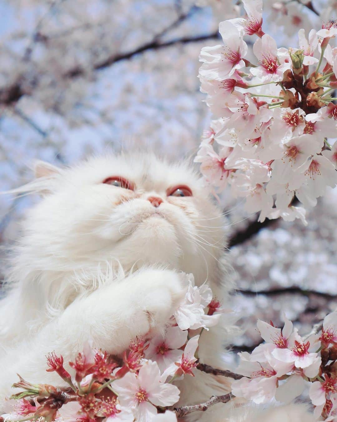 ジェマ・ルイーズさんのインスタグラム写真 - (ジェマ・ルイーズInstagram)「ミミちゃん初めてのさくら！🌸　#桜 #猫 #桜猫 #花見 #ねこ #cats #sakura #ねこすたぐらむ #さくら猫」3月31日 18時40分 - gemmatokyo