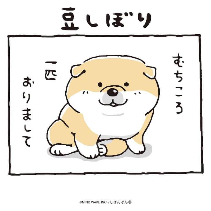 オオゴシヤステルのインスタグラム：「🟠184話🟠 豆しぼり  【過去マンガはこちら】 👉 #しばんばんまんが  【翻訳用】 1コマ：むちころが1匹いました。 2コマ：どこから豆しぼりがやってきました。 3コマ：豆しぼりとむちころが組み合わさると一瞬で「むちころ泥棒」になりました。 4コマ：略して「むちどろ」  #今日のしばんばん #しばんばん #shibanban #むちころばんばん #muchicorobanban #微笑柴犬 #マインドウェイブ #mindwave #オオゴシヤステル #柴犬 #しばいぬ #sibainu #豆しぼり #手ぬぐい」