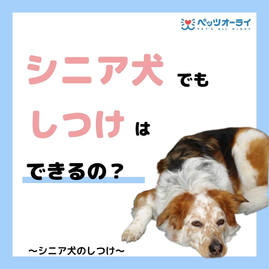 PET'S ALL RIGHT 【公式】のインスタグラム：「@pets_all_right👈他の投稿はこちらから！  ＜シニア犬でもしつけはできる？＞  シニア犬でもしつけは可能です。 ですが、長期間習慣化してきたことを変えるには 根気が必要になってきます。老いると体力も落ちてくるため、 愛犬に無理はさせず、 ゆっくりと様子を見ながら行ってあげましょう。  ---  💎自己紹介  ⭐️ペットとの生活における豆知識 ⭐️私、僕たちのわんちゃんねこちゃん ⭐️獣医師、トレーナーによるアドバイス  などをご紹介しています  「この情報役に立つ！」 「私・僕たちのわんちゃんねこちゃんを紹介してほしい！」  と思ったそこのあなた！！  いいね・コメント・保存・フォローお待ちしております🔥  他にもいろいろ役立つ情報やかわいいわんちゃんねこちゃんを ご紹介しているので、プロフィールからチェックしてみてね！！  @pets_all_right  姉妹アカウントWan!Passでは ワンちゃんとのお出かけ・旅行情報を発信中🚗³₃ @wanpass2022  ---  #ペッツオーライ #pet #pets #dog #犬 #いぬ #いぬすたぐらむ #ふわもこ部 #愛犬 #わんこ #犬のいる暮らし #犬のいる生活 #いぬのきもち #犬好きな人と繋がりたい #inustagram #ペット #いぬバカ部 #いぬら部 #わんこなしでは生きていけません会 #わんこ部 #わんこ大好き #犬部 #犬好き部 #いぬだいすき #いぬがいる暮らし #わんちゃん好きな人と繋がりたい #わんちゃんのいる暮らし #わんちゃん好きと繋がりたい #犬スタグラム #いぬぐみ」