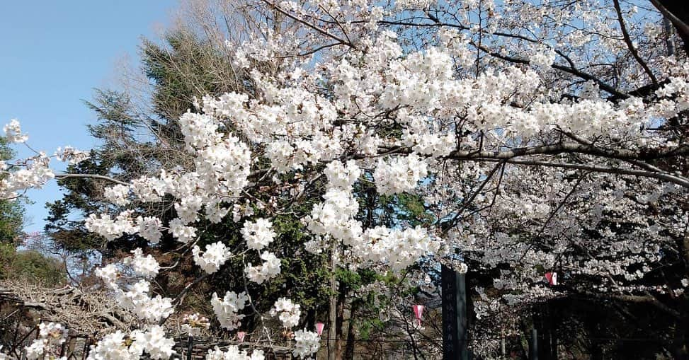 月影瞳さんのインスタグラム写真 - (月影瞳Instagram)「上田市観光大使の 月影瞳です😊　　 明日4/1〜9まで 上田城跡公園にて 上田城千本桜まつりが開催されます！ 夜は、千本桜のライトアップも美しいです。 桜を愛でながら、上田のグルメもお楽しみください😊 上田城の千本桜は必見です🌸  #上田市 #上田城  #上田城跡公園  #上田城千本桜まつり」3月31日 18時53分 - hitomitsukikage