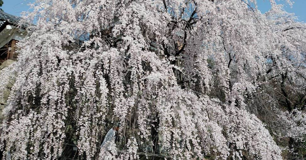 月影瞳さんのインスタグラム写真 - (月影瞳Instagram)「上田市観光大使の 月影瞳です😊　　 明日4/1〜9まで 上田城跡公園にて 上田城千本桜まつりが開催されます！ 夜は、千本桜のライトアップも美しいです。 桜を愛でながら、上田のグルメもお楽しみください😊 上田城の千本桜は必見です🌸  #上田市 #上田城  #上田城跡公園  #上田城千本桜まつり」3月31日 18時53分 - hitomitsukikage