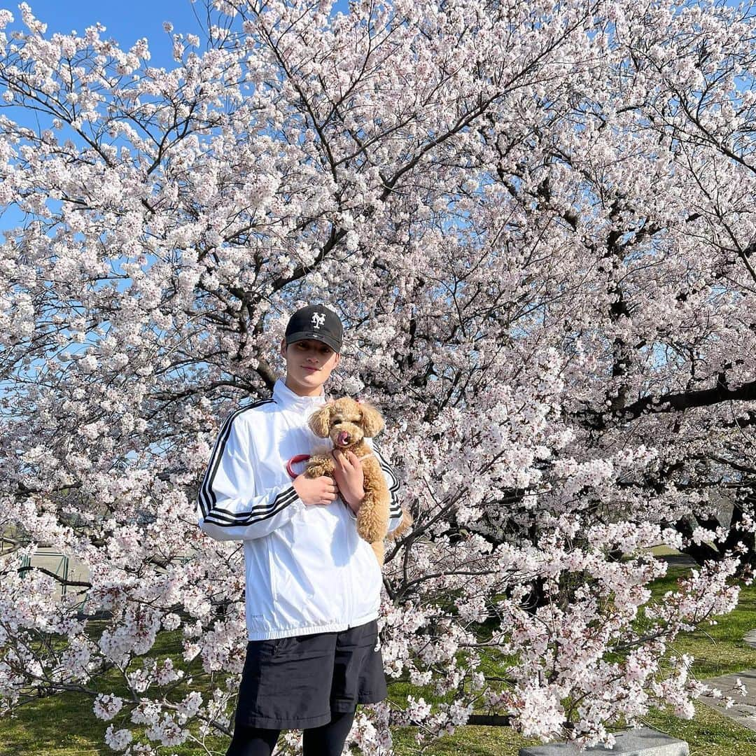 丸田怜音のインスタグラム：「・ 綺麗な桜が咲いていました！🌸  ・ ・ ・ ・ #桜」