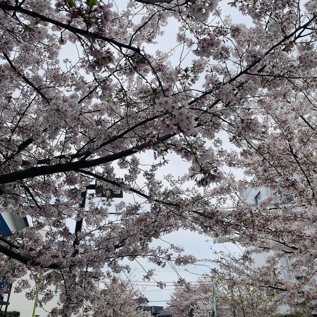 福西崇史さんのインスタグラム写真 - (福西崇史Instagram)「. 桜の季節は、 別れの寂しさもあり、 出会いの嬉しさもある✨ . なんかいい🌸 . そんな事を考えながら、ゆっくり見てた🤣 . #桜 #3月の終わり #4月の始まり #ポートレートおじさん #花 #ポジティブ #年とったなぁ #笑 #東京」3月31日 19時24分 - takashi_fukunishi