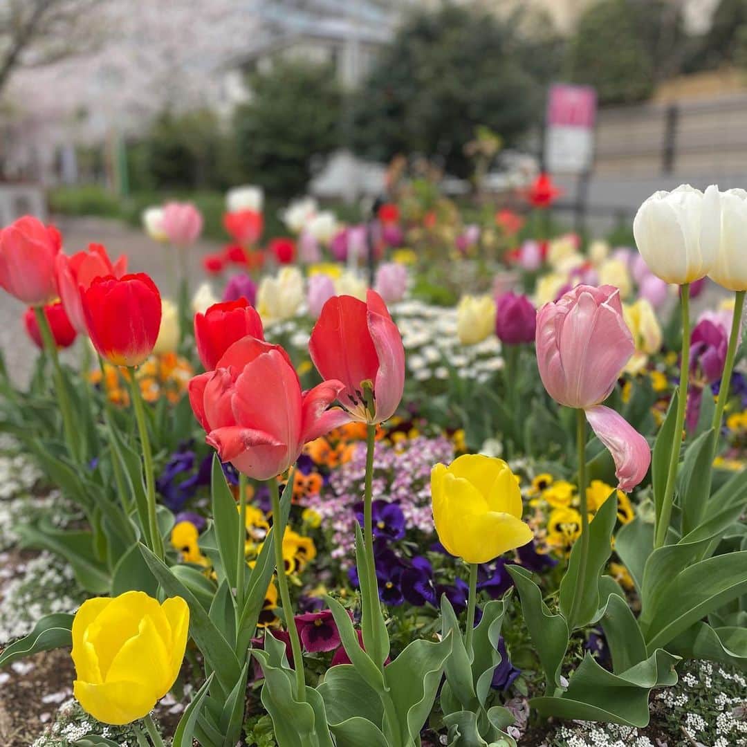福西崇史さんのインスタグラム写真 - (福西崇史Instagram)「. 桜の季節は、 別れの寂しさもあり、 出会いの嬉しさもある✨ . なんかいい🌸 . そんな事を考えながら、ゆっくり見てた🤣 . #桜 #3月の終わり #4月の始まり #ポートレートおじさん #花 #ポジティブ #年とったなぁ #笑 #東京」3月31日 19時24分 - takashi_fukunishi