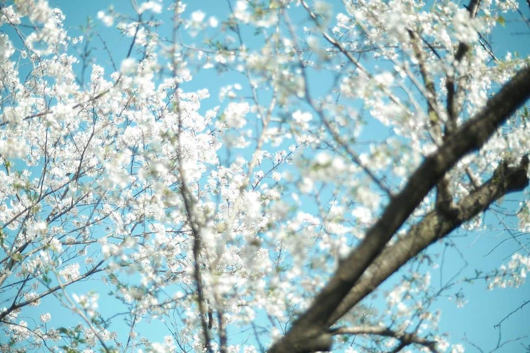 ハルさんのインスタグラム写真 - (ハルInstagram)「春の光。桜。緑。  #xe4」3月31日 19時29分 - haruhamada