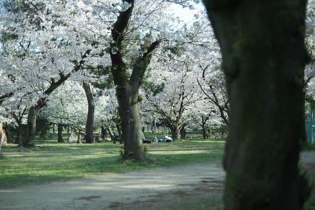 ハルさんのインスタグラム写真 - (ハルInstagram)「春の光。桜。緑。  #xe4」3月31日 19時29分 - haruhamada