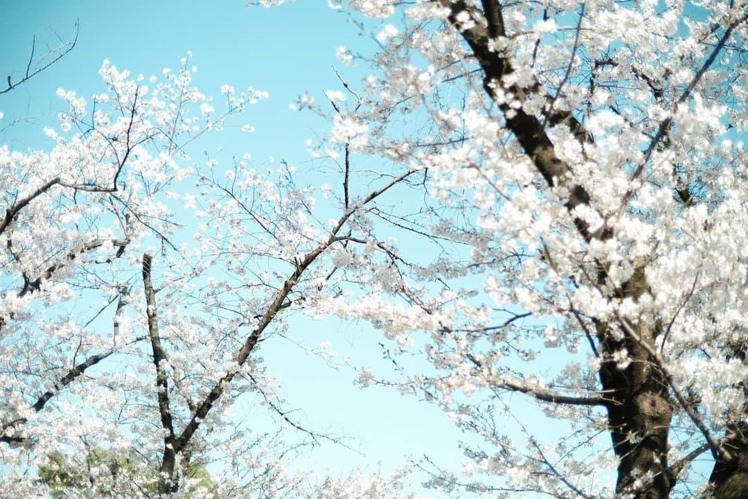 ハルさんのインスタグラム写真 - (ハルInstagram)「春の光。桜。緑。  #xe4」3月31日 19時29分 - haruhamada