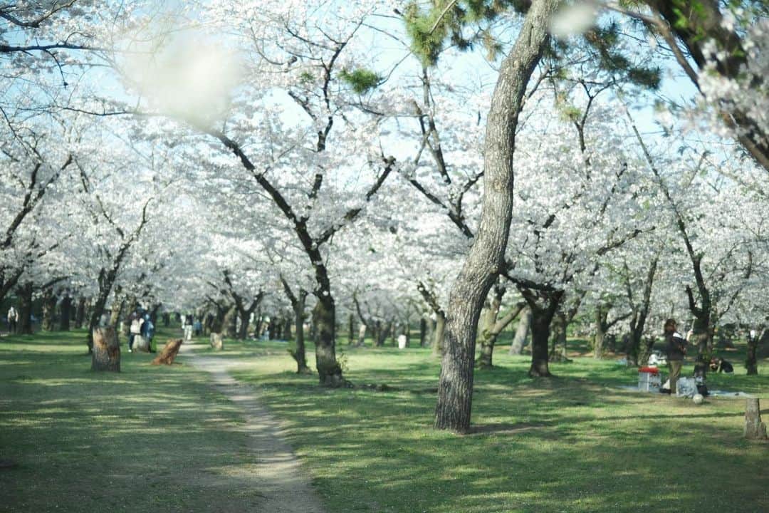 ハルのインスタグラム：「春の光。桜。緑。  #xe4」