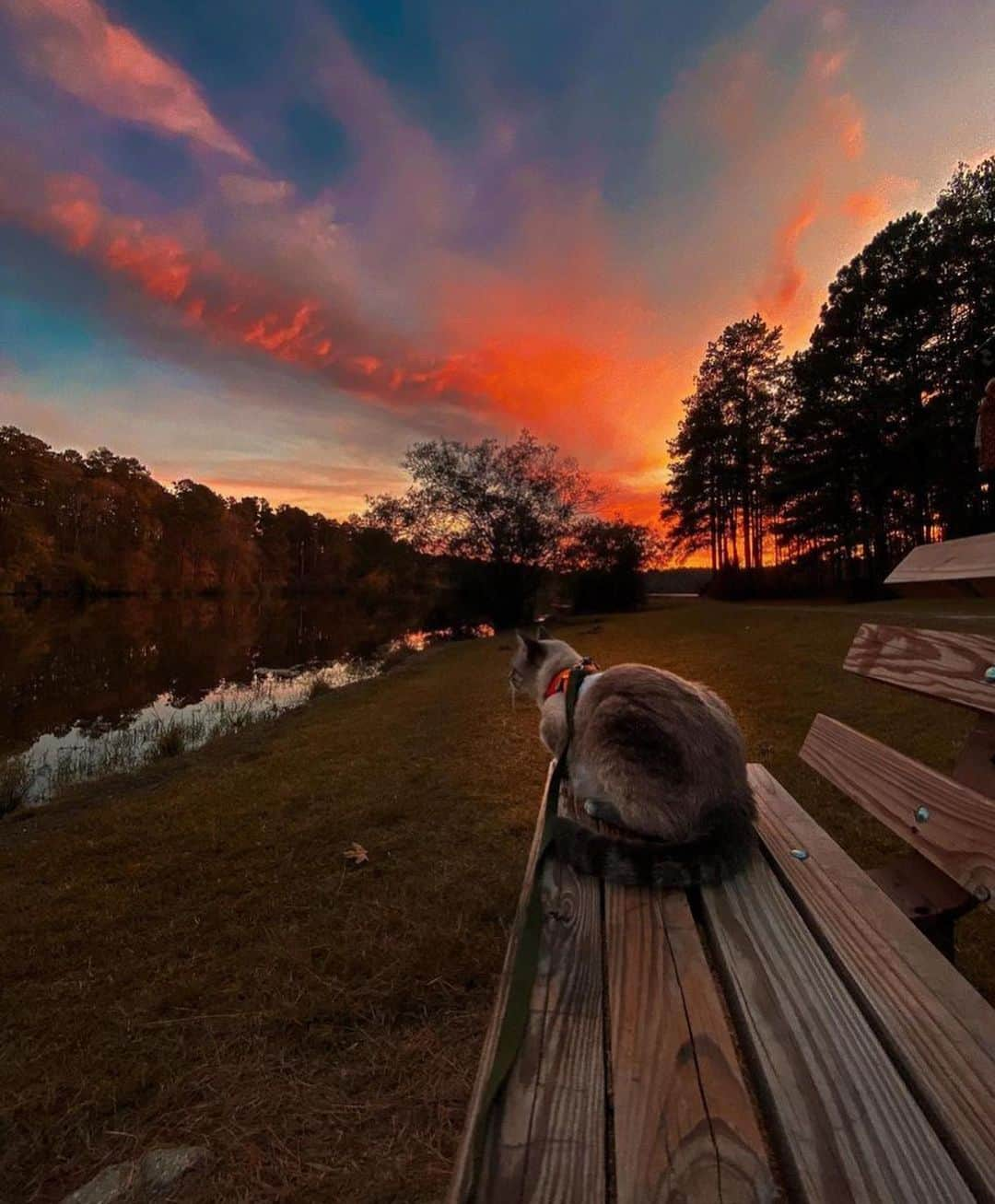 Bolt and Keelさんのインスタグラム写真 - (Bolt and KeelInstagram)「Talulah is the Queen of chasing sunsets and adventure! 🌅👑  @adventrapets ➡️ @ourwanderlustcat  —————————————————— Follow @adventrapets to meet cute, brave and inspiring adventure pets from all over the world! 🌲🐶🐱🌲  • TAG US IN YOUR POSTS to get your little adventurer featured! #adventrapets ——————————————————」4月1日 6時24分 - adventrapets