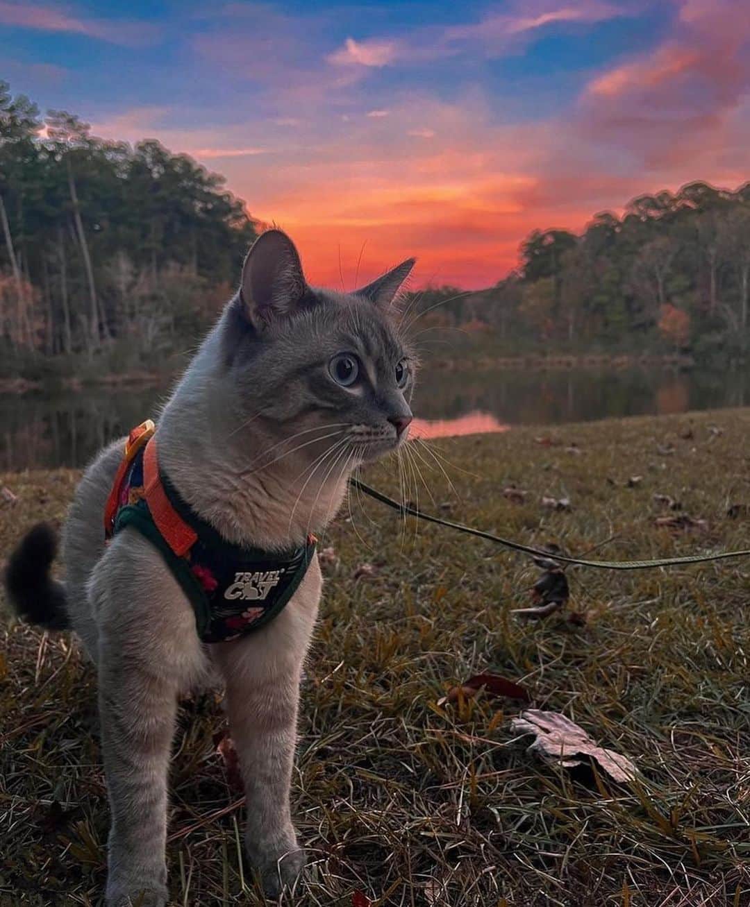 Bolt and Keelさんのインスタグラム写真 - (Bolt and KeelInstagram)「Talulah is the Queen of chasing sunsets and adventure! 🌅👑  @adventrapets ➡️ @ourwanderlustcat  —————————————————— Follow @adventrapets to meet cute, brave and inspiring adventure pets from all over the world! 🌲🐶🐱🌲  • TAG US IN YOUR POSTS to get your little adventurer featured! #adventrapets ——————————————————」4月1日 6時24分 - adventrapets